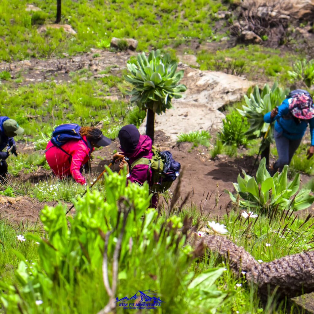 Rurimeria Stories and lessons by Jacinta G.