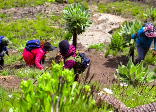 Rurimeria Stories and lessons by Jacinta G.