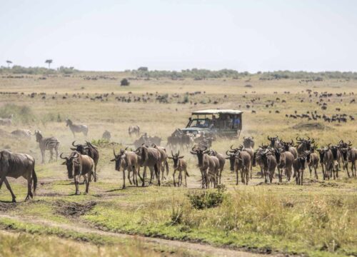 Maasai Mara Tour